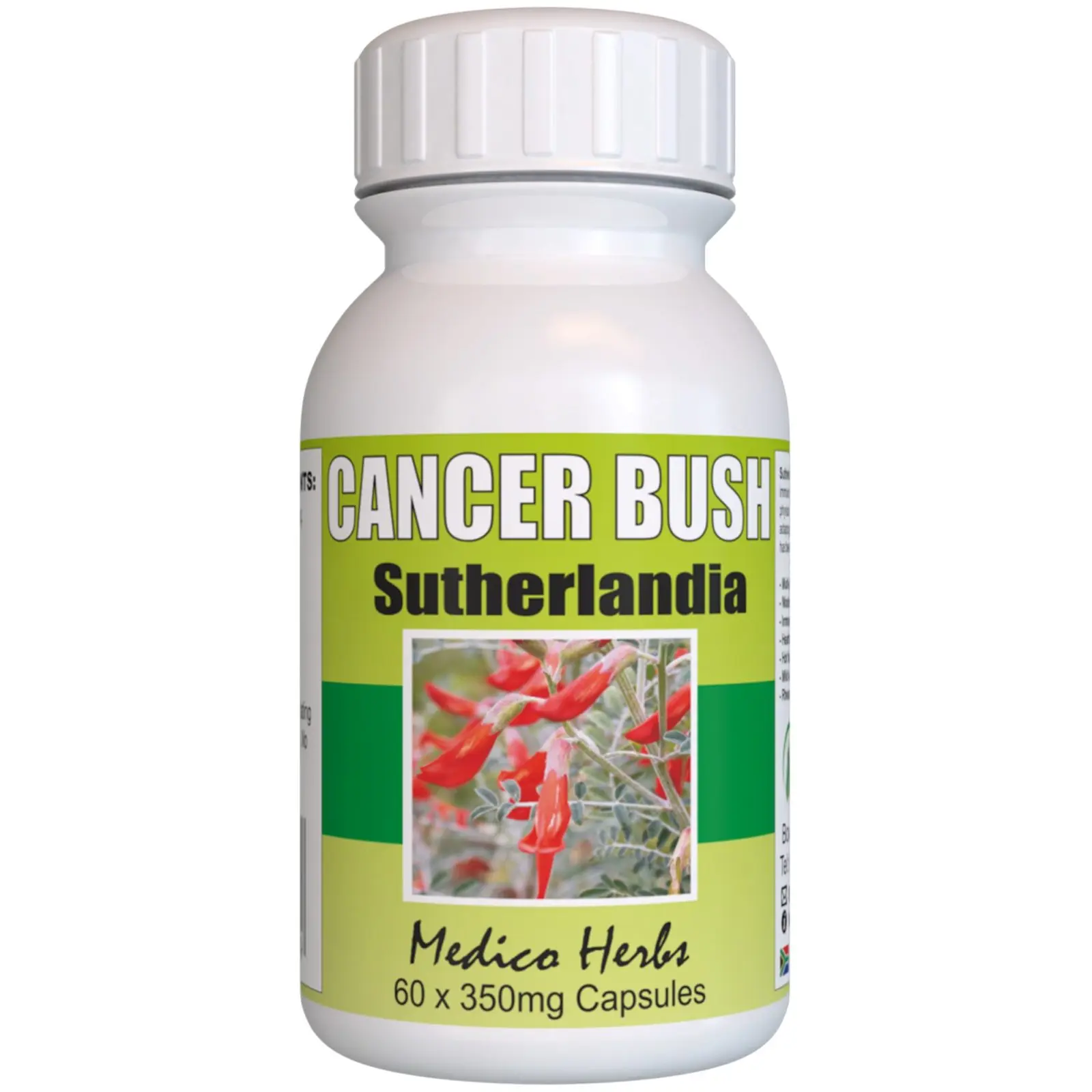 Medico Herbs Cancer Bush (Sutherlandia Frutescens) 60 x 350mg Capsules | Natural Immune & Adaptogenic Support 1 Medico Herbs Cancer Bush (Sutherlandia Frutescens) 60 x 350mg Capsules | Natural Immune & Adaptogenic Support